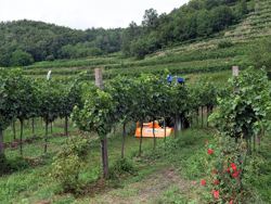 broyeur déportable à marteaux lynx sp100 pour micro tracteurs