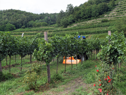 klepelmaaier met hamerklepels voor gazons boomgaarden en wijngaarden 165 cm mod. lince 165
